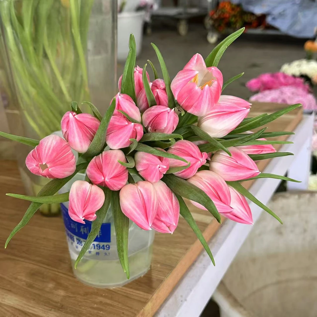 [海盛] 海盛波王粉郁金香 20cm左右会长个【两单发京东或顺丰】