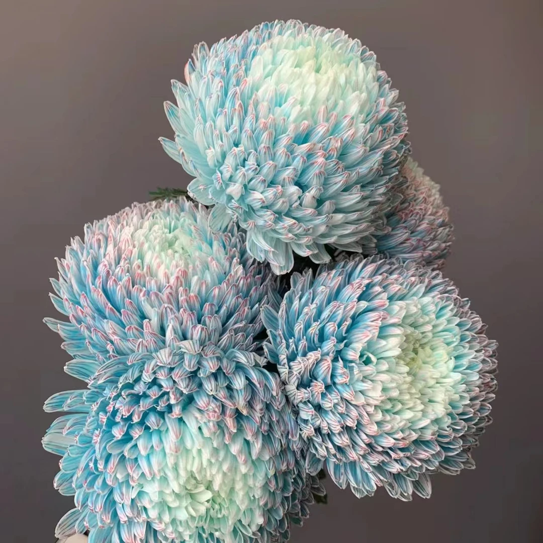 【丰岛】5枝丰岛青花瓷牡丹菊（吸色）  鲜花【两单京东或顺丰包邮】
