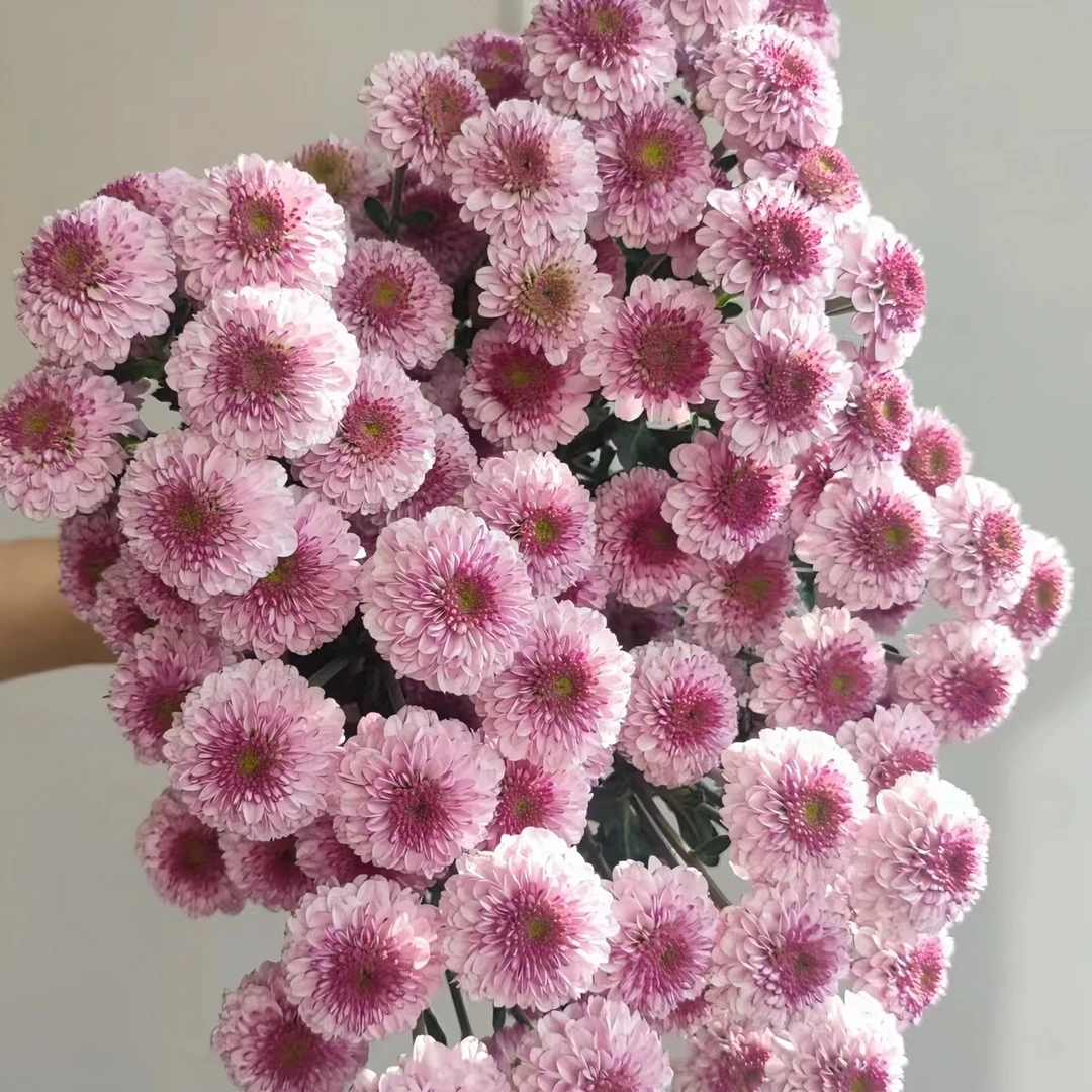 10枝粉妍小雏菊【两单顺丰冷链或京东空运】云南家用水养鲜花