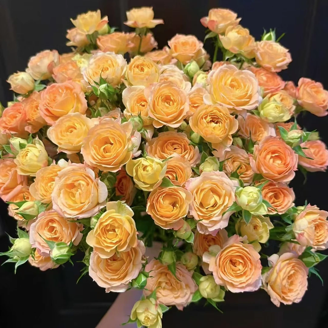 10枝簪花笑多头玫瑰【两单顺丰或京东包邮】云南鲜花基地直发