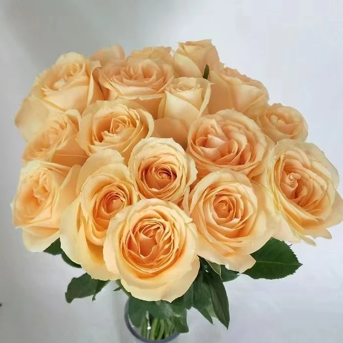 20枝蜜桃雪山玫瑰+20枝卡布奇诺玫瑰+5枝尤加利叶