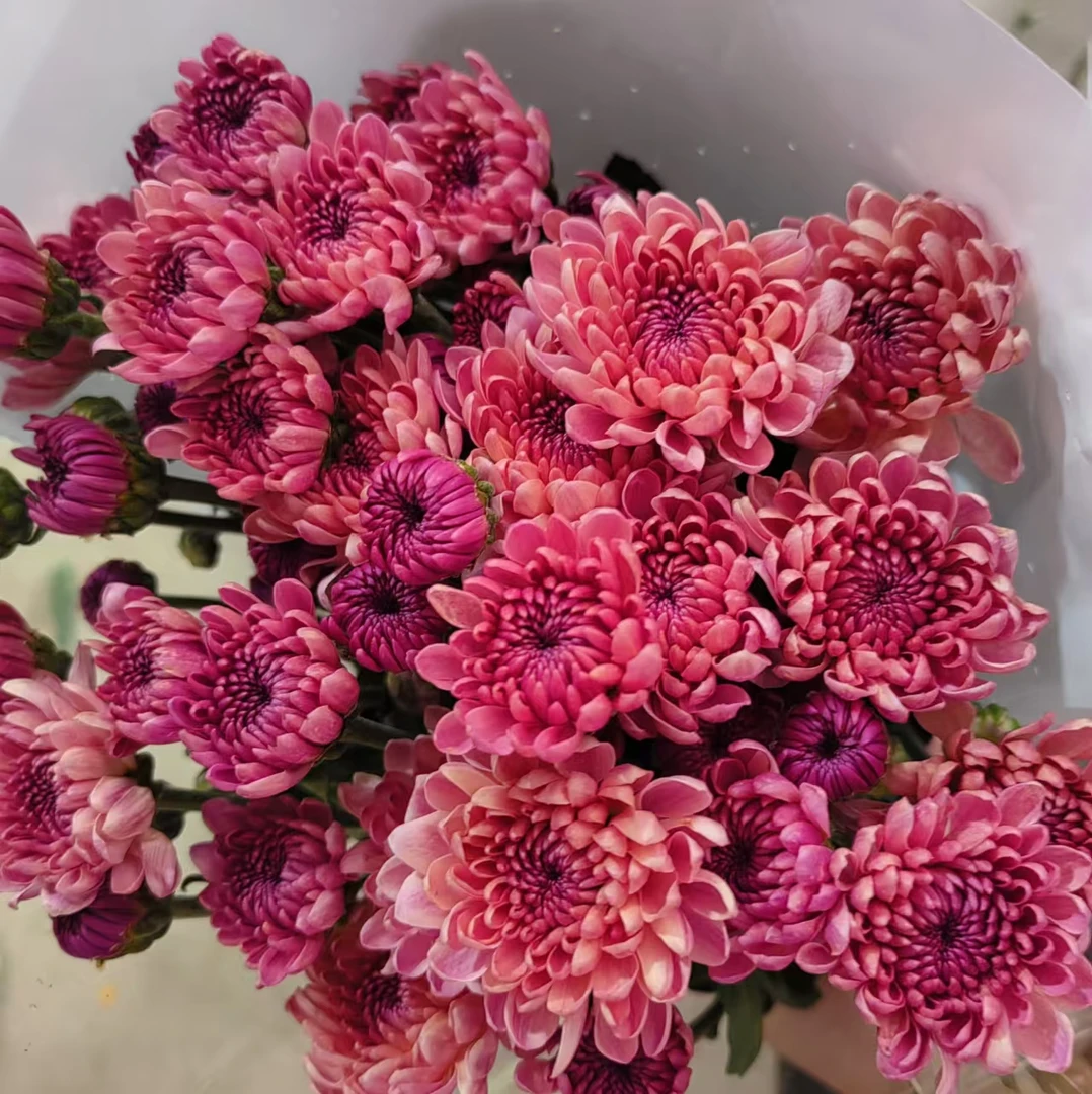 10枝粉紫色宝莲灯小雏菊【两单顺丰或京东包邮】云南鲜切花基地直发