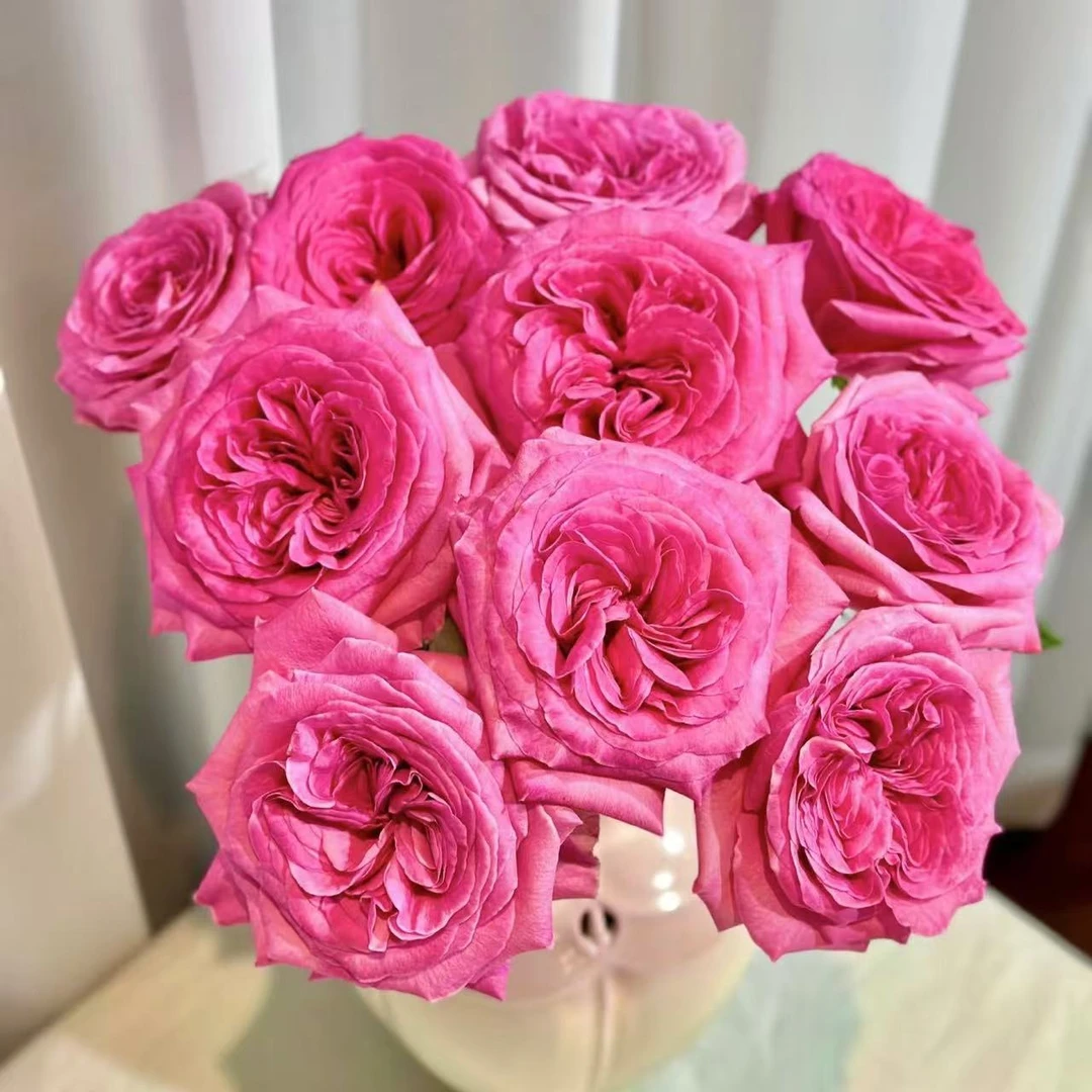 10枝诺亚单头玫瑰【两单顺丰冷链或京东空运】云南鲜花基地直发