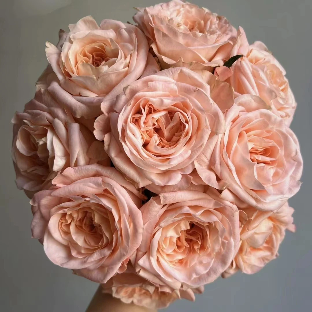 10枝女娲单头玫瑰【两单顺丰冷链或京东空运】云南鲜花基地直发