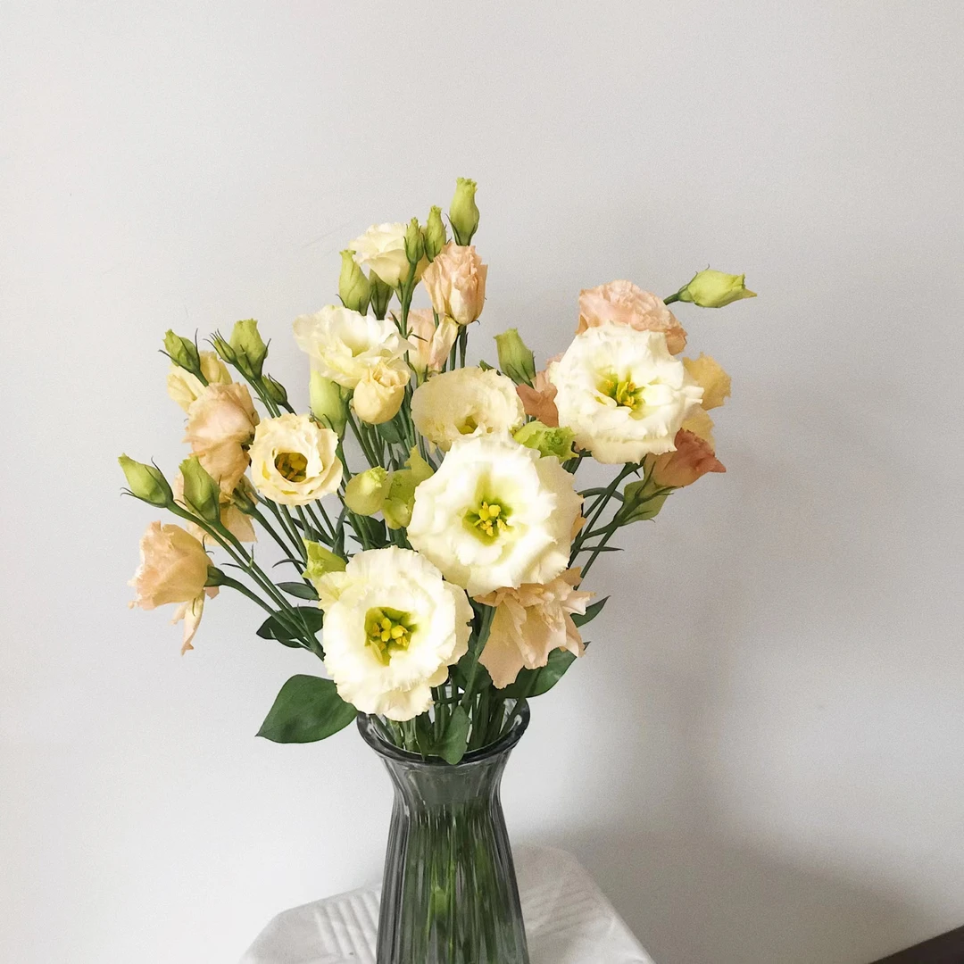 1大扎香槟色洋桔梗600g   花中爱马仕【两单京东或顺丰包邮】