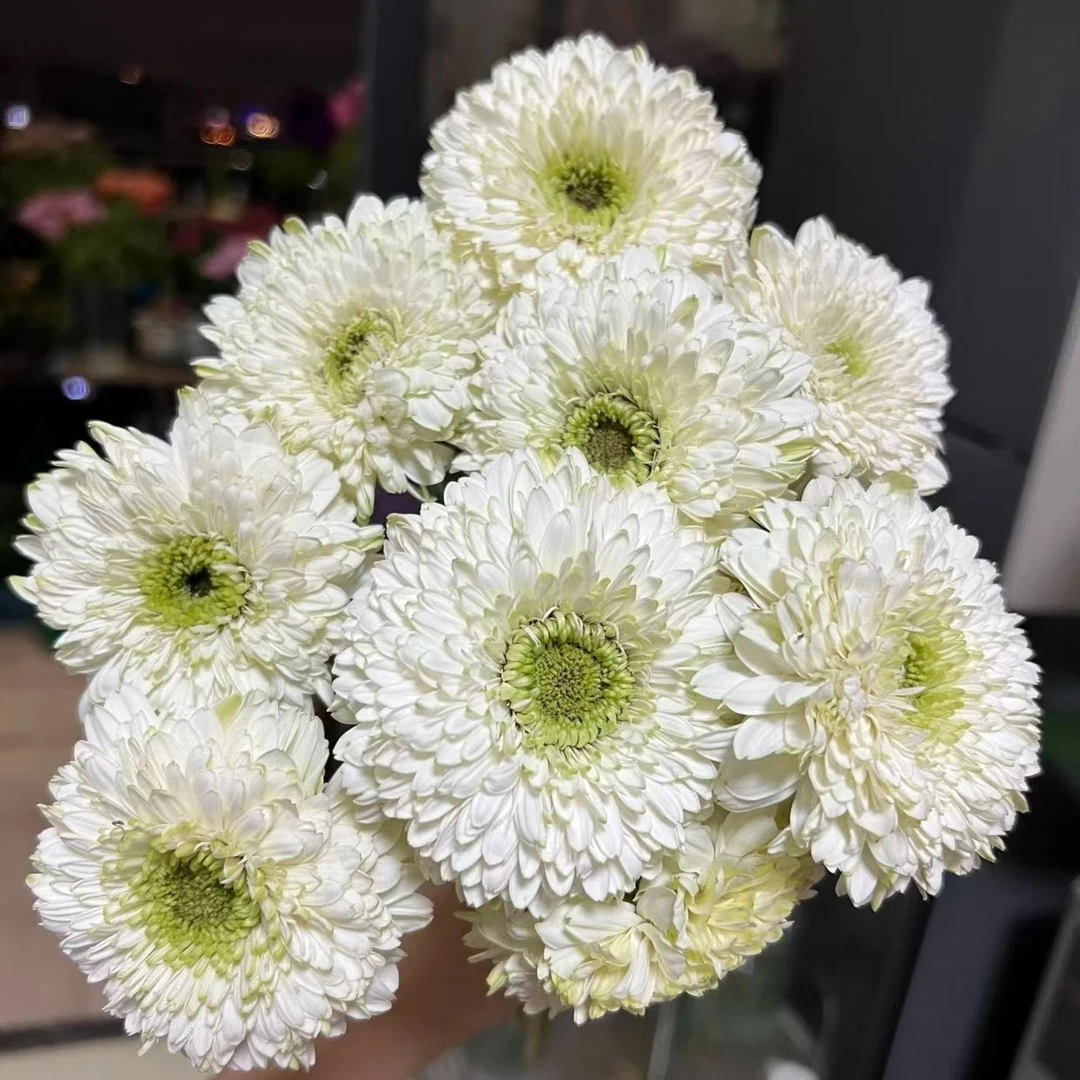 60枝爱尔兰非洲菊   任意两单顺丰冷链包邮云南鲜花