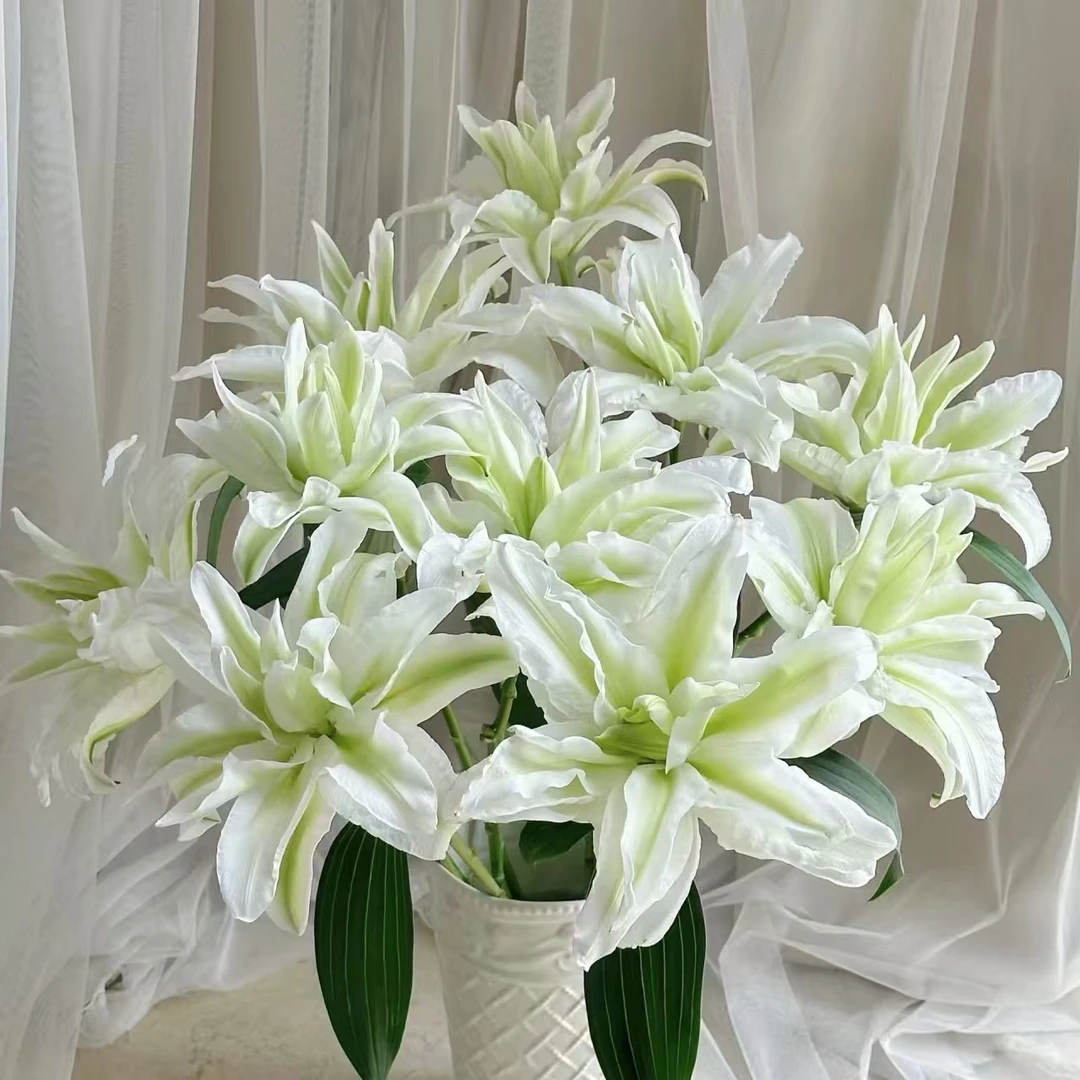 3枝爱莎多头百合12-15个花苞【两单顺丰冷链或京东空运】云南鲜花