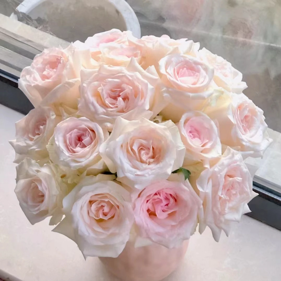 10枝香水女人单头玫瑰【两单顺丰冷链或京东空运】 云南水养鲜花