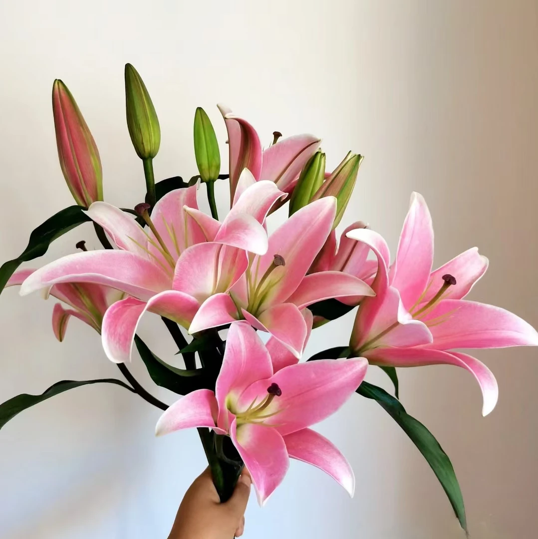 10枝普拉芬多单头百合10个花苞【两单顺丰冷链或京东空运】云南鲜花