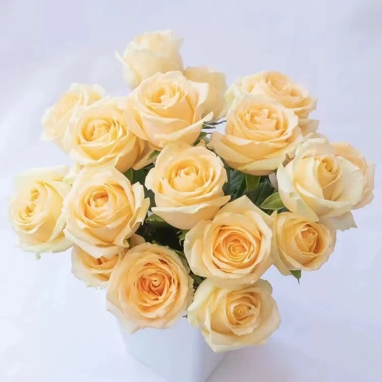 20枝蜜桃雪山单头玫瑰  【两单顺丰冷链或京东空运】云南鲜花直发