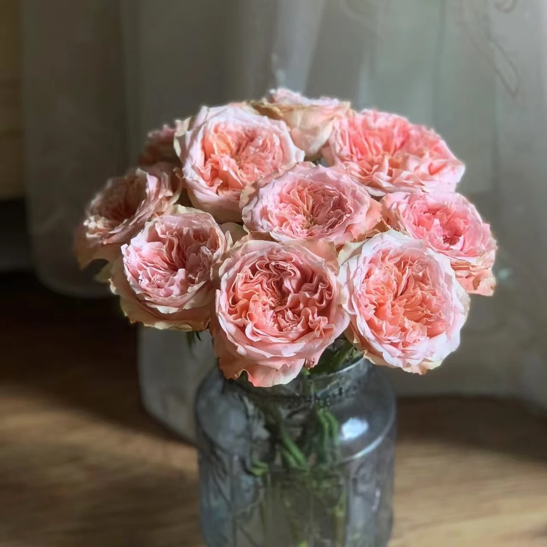 10枝方可桃单头玫瑰【任意两单京东或顺丰空运】云南鲜花基地直发