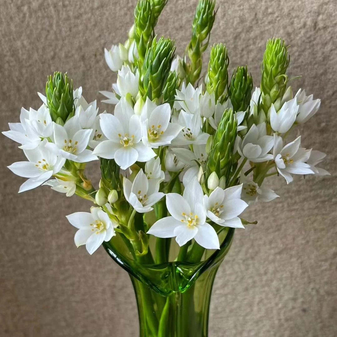 圣心百合  小清新云南鲜花 爆发机器 两单顺丰或京东包邮云南鲜花