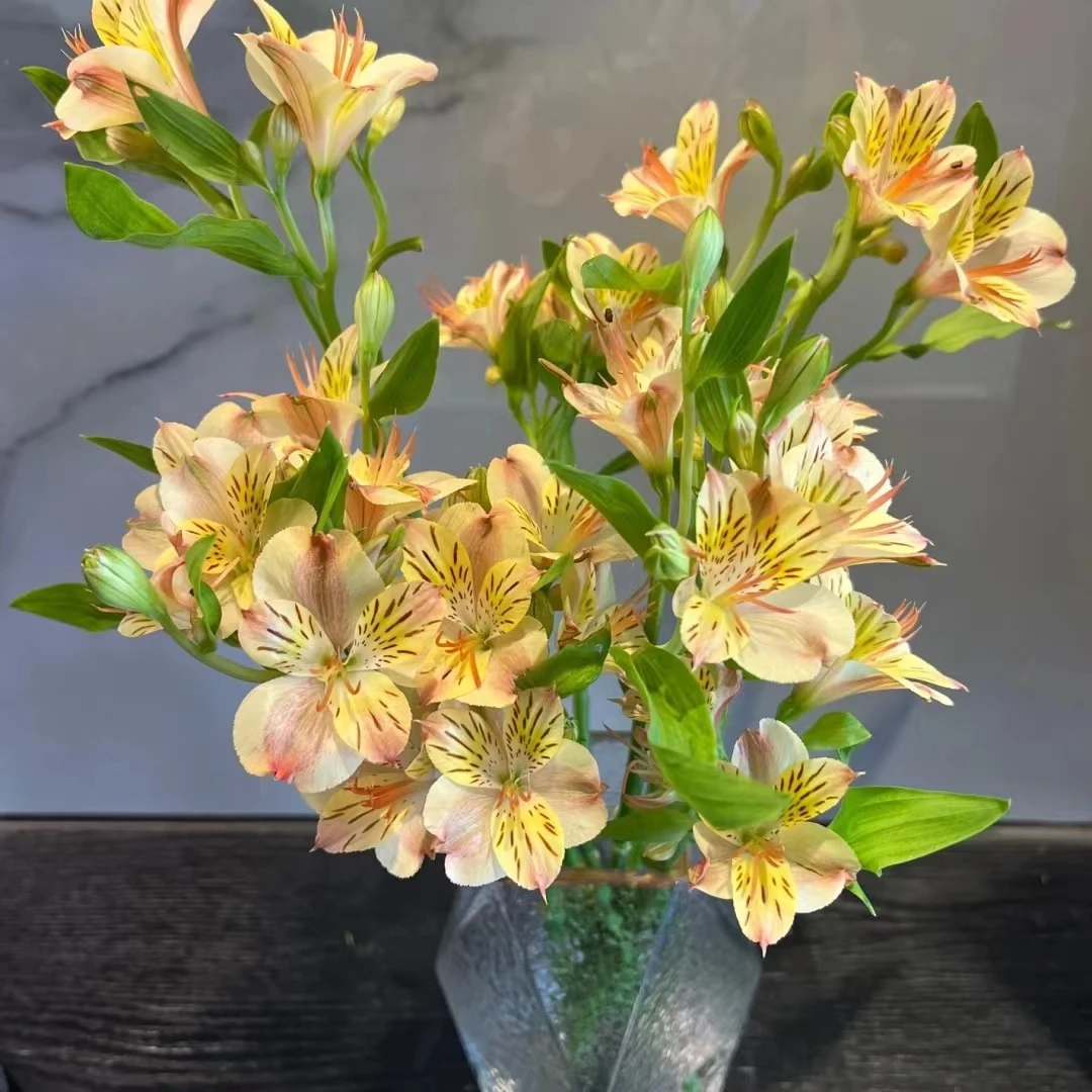 30枝水仙百合六出花云南鲜花室内花瓶水养花期长好养小众花材处理