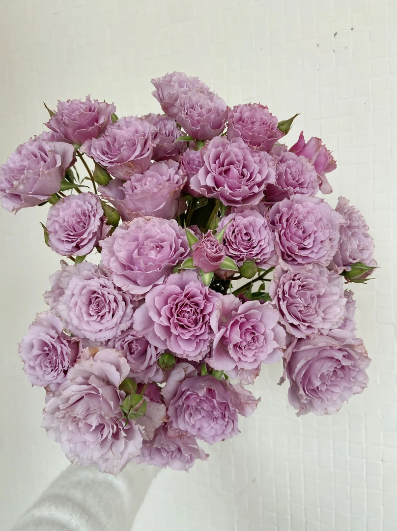 10枝蜻蜓多头玫瑰（两单顺丰冷链或京东空运）云南鲜花基地直发