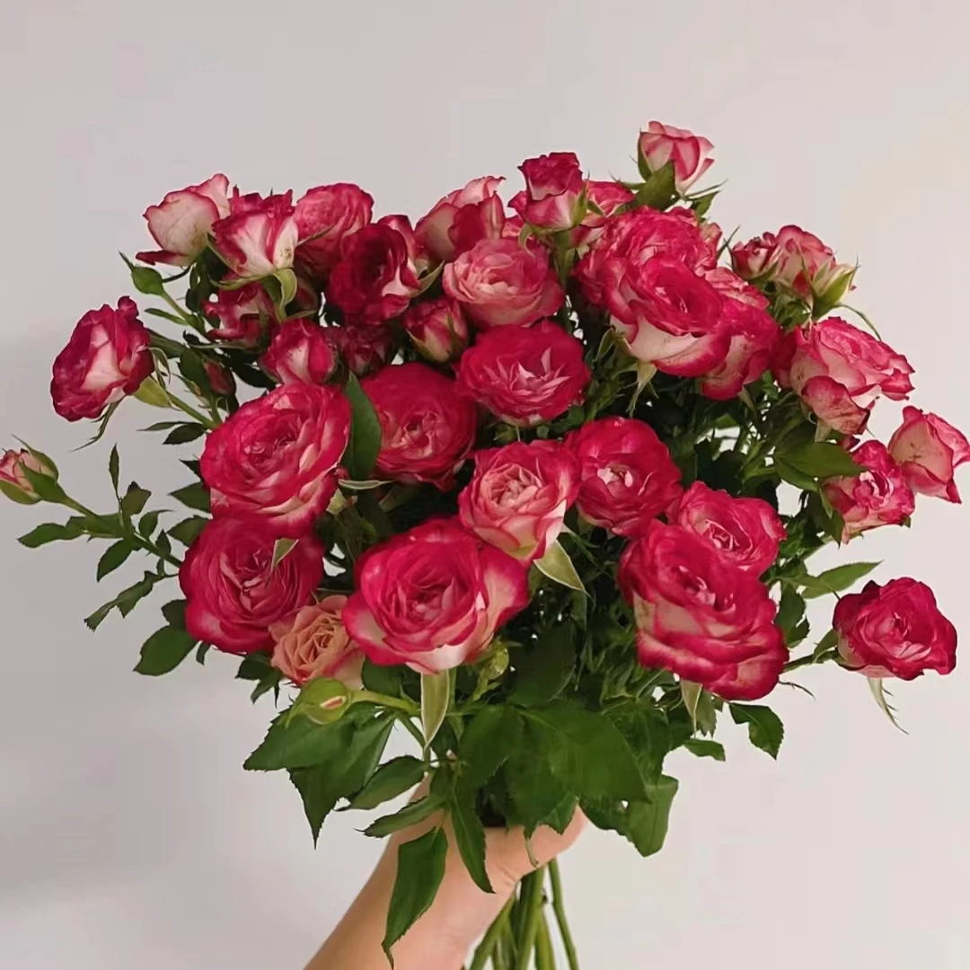 10枝狮子座多头玫瑰 【两单京东或顺丰包邮】云南鲜花