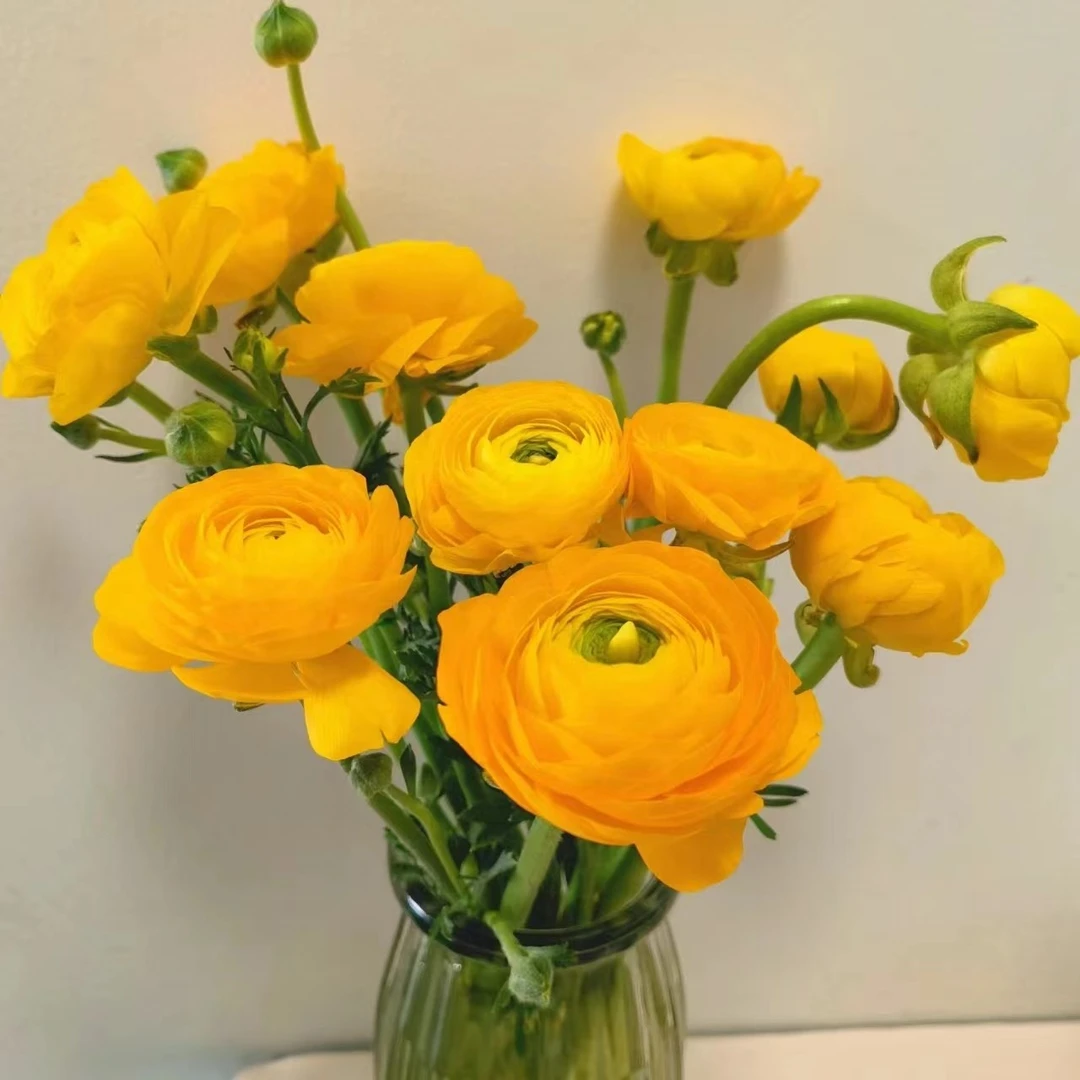 10枝黄色洋牡丹（带包装醒花） 两单顺丰冷链或京东空运 云南鲜花