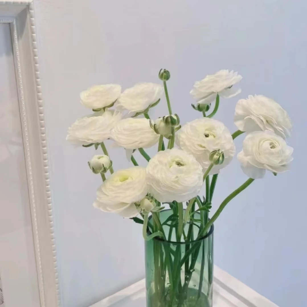 30枝白色洋牡丹（带包装醒花）任意两单顺丰冷链包邮云南鲜花