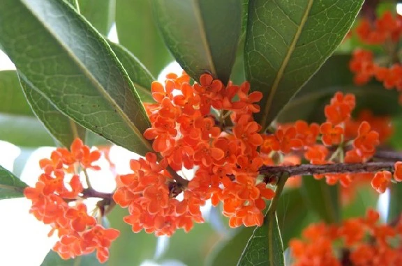 状元红，是丹桂中开花花色好看，花型大的一款（小店七天养死包赔）