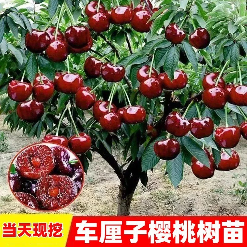 【正宗】嫁接车厘子树苗大樱桃树苗自花授粉当年结果南北方种植