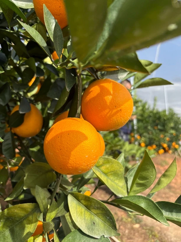 正宗原产地赣南脐橙精品无黄龙病