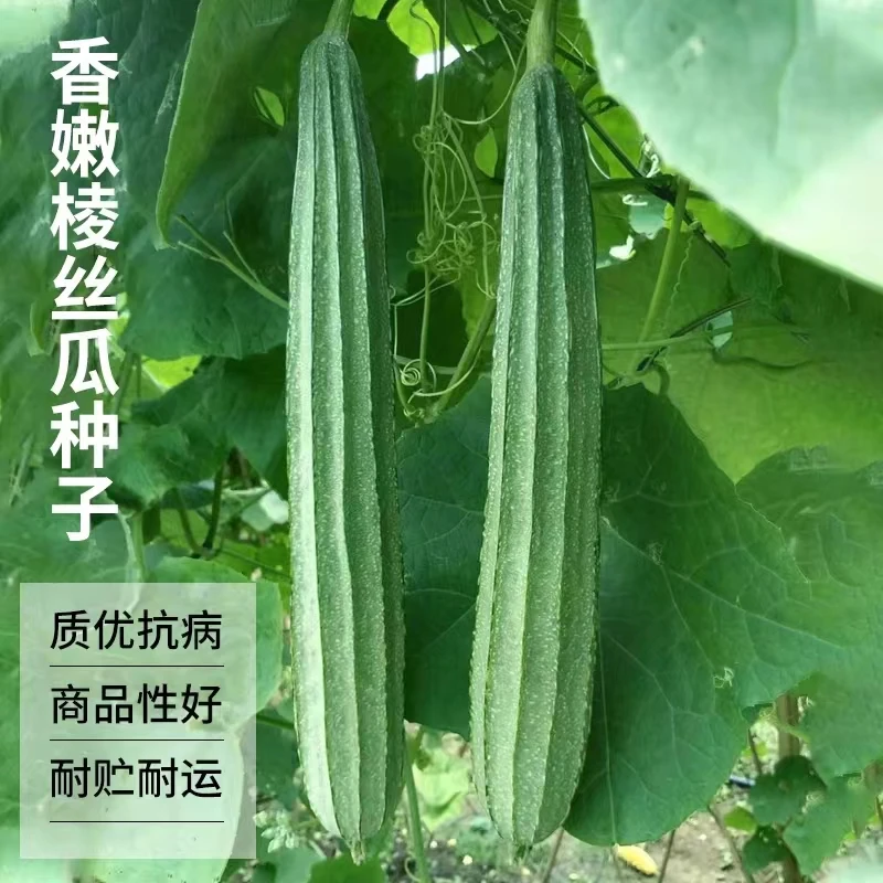 八棱丝瓜种子 优选优质丝瓜种子抗病高产播种简单易种易活营养