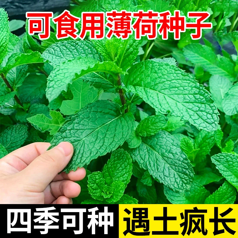 【拍2发3】薄荷种子食用薄荷四季阳台盆栽多年生柠檬薄荷驱蚊花草种
