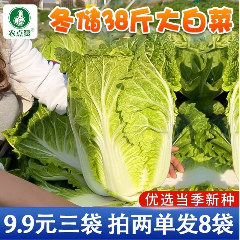 【三包起】秋储大白菜种子特大包心白菜种孑耐寒夏播高产蔬菜