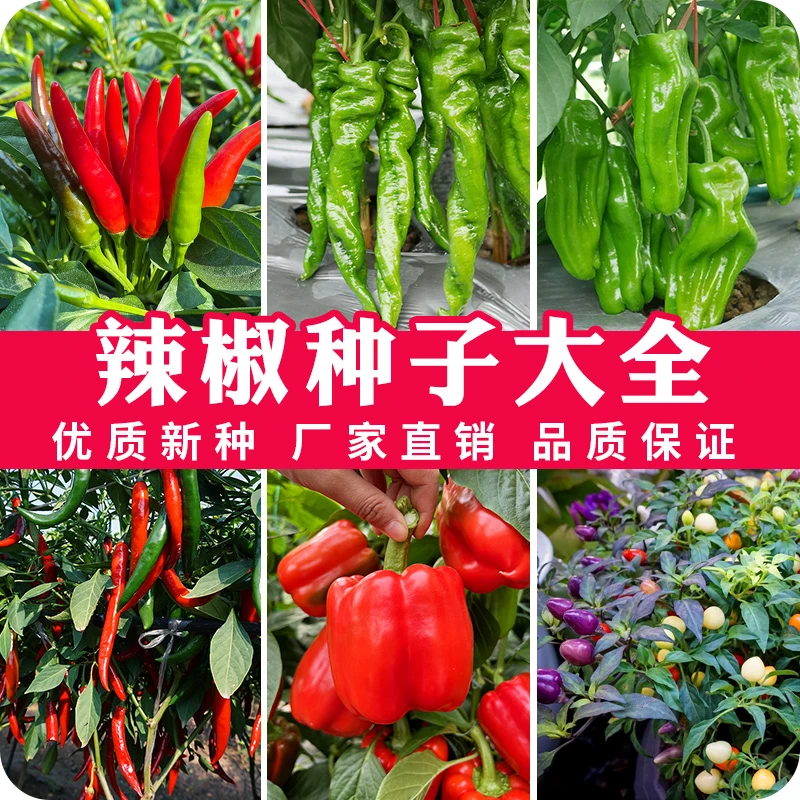 辣椒种子组合阳台庭院大田种植蔬菜