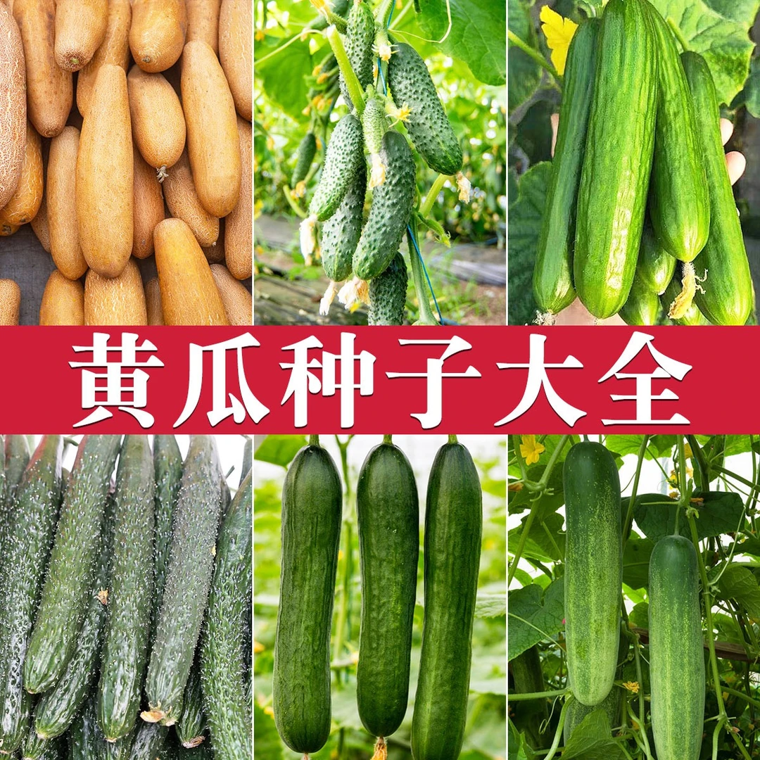 黄瓜种子 甜脆迷你奶油玉女黄瓜种子种植简单早熟高产脆爽清甜