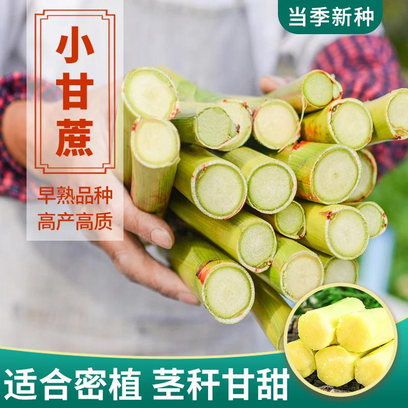超甜绿皮高粱青皮甘蔗甜杆小青皮种籽茅根薄皮种子北方蔬菜种孑