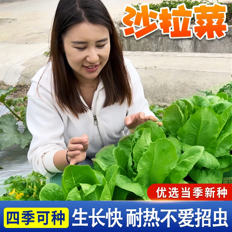 厂家正品孔雀沙拉菜种子生菜油麦菜种籽四季阳台盆栽小院