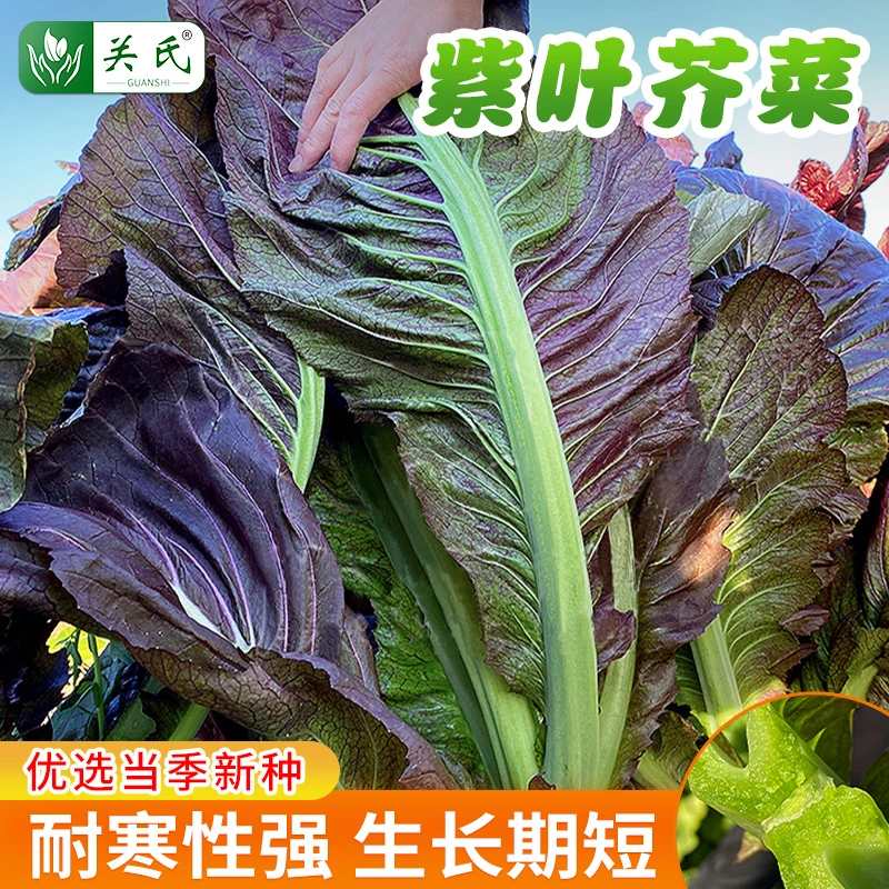 紫色大叶芥菜种子农家腌咸菜酸菜腌菜菜种孑宽邦大叶芥菜