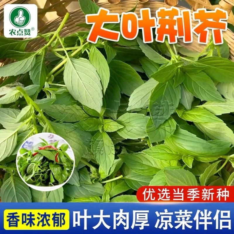 【拍2发3】大叶荆芥种子优选优质荆芥种子播种简单易种易活抗病