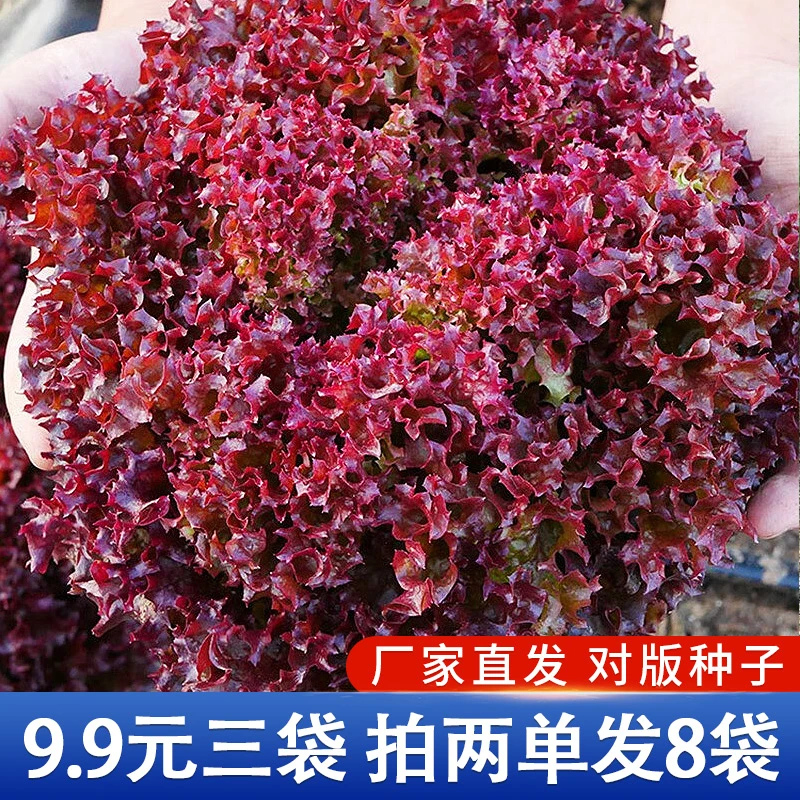【拍2单发8包】紫叶生菜种籽四季脆甜沙拉生菜意大利生菜子