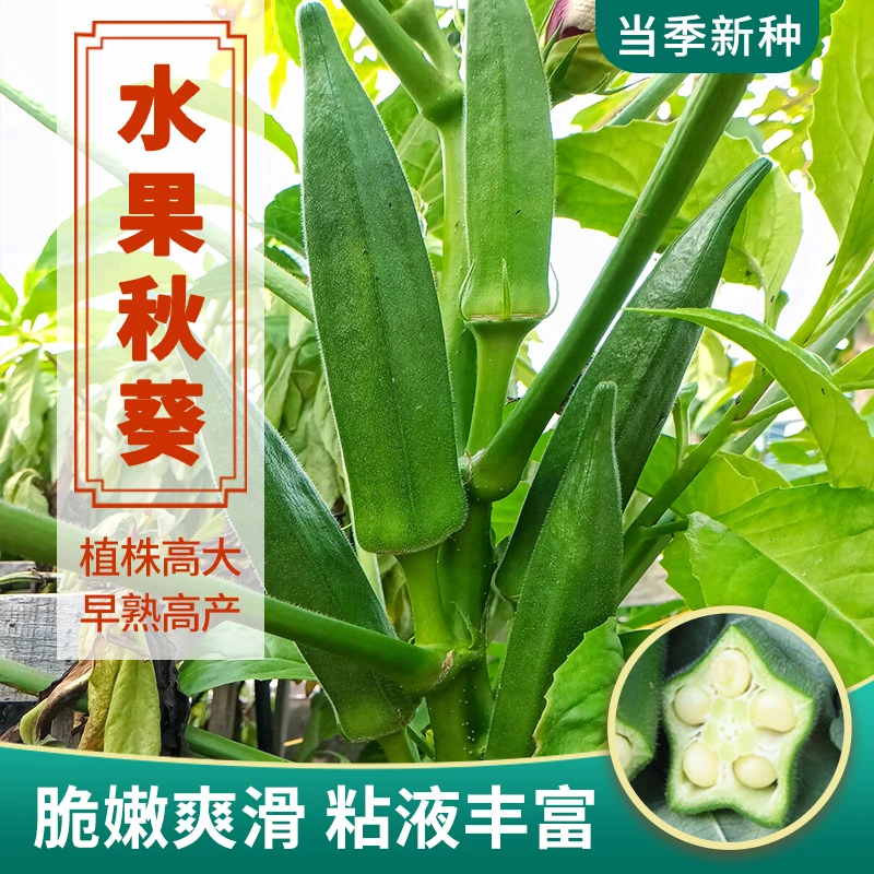 秋葵种子黄秋葵绿秋葵菜种脆嫩不易老农家小院菜园特色蔬菜种子
