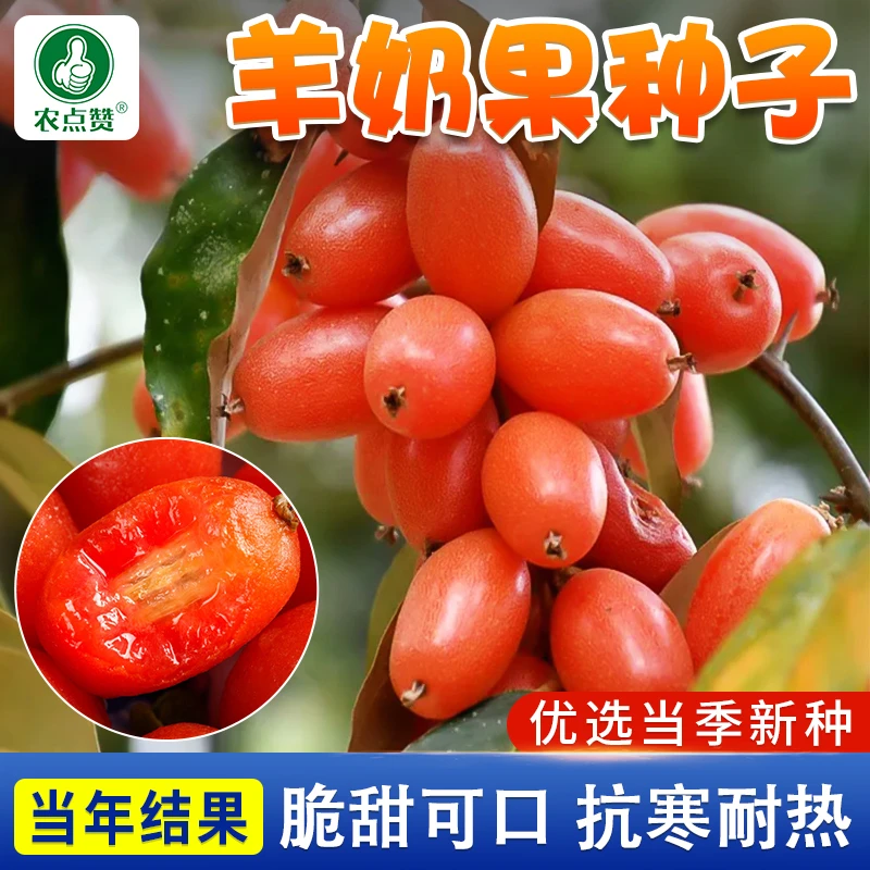 【9.9元3包】羊奶果种子大果德甜二号南北方庭院种植盆栽地栽好养活