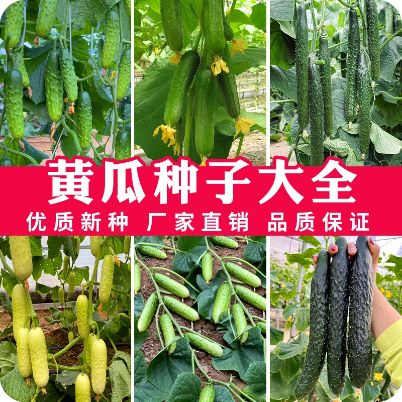 黄瓜组合水果黄瓜种子四季阳台庭院脆甜强雌碧玉黄瓜种子
