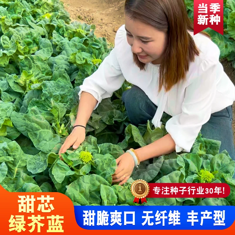 【甜芯绿芥蓝种子】厂家正品芥兰蔬菜种子籽阳台庭院四季盆栽种植