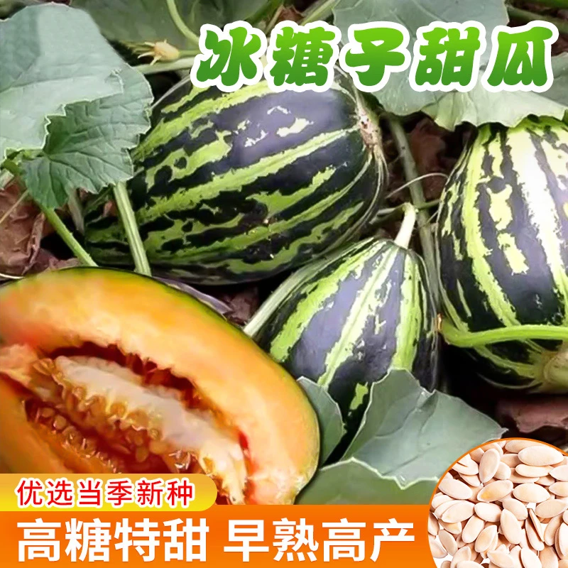 【拍2发3】冰糖子甜瓜种籽老品种高产超甜薄皮香瓜春夏种西甜瓜种孑