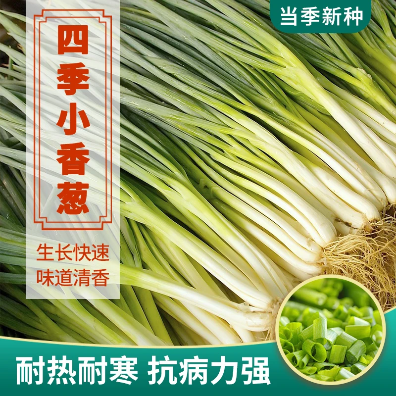 【拍2发3】四季小香葱种子阳台盆栽蔬菜种孑庭院耐寒蔬菜小香葱种子