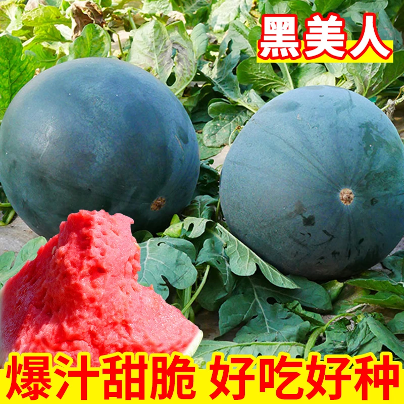 黑皮无籽西瓜种子超甜高产薄皮红心特大西瓜种籽蔬菜水果种孑四季
