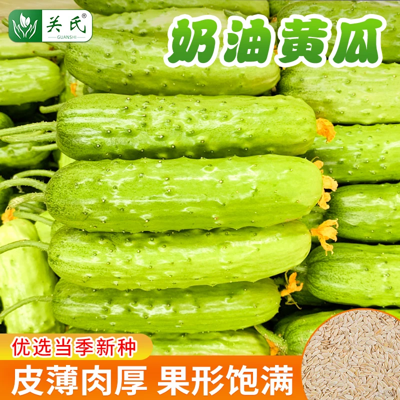 【拍2发3】黄瓜种籽奶油黄瓜种籽唐山秋瓜种籽春季瓜蔬菜种子夏季