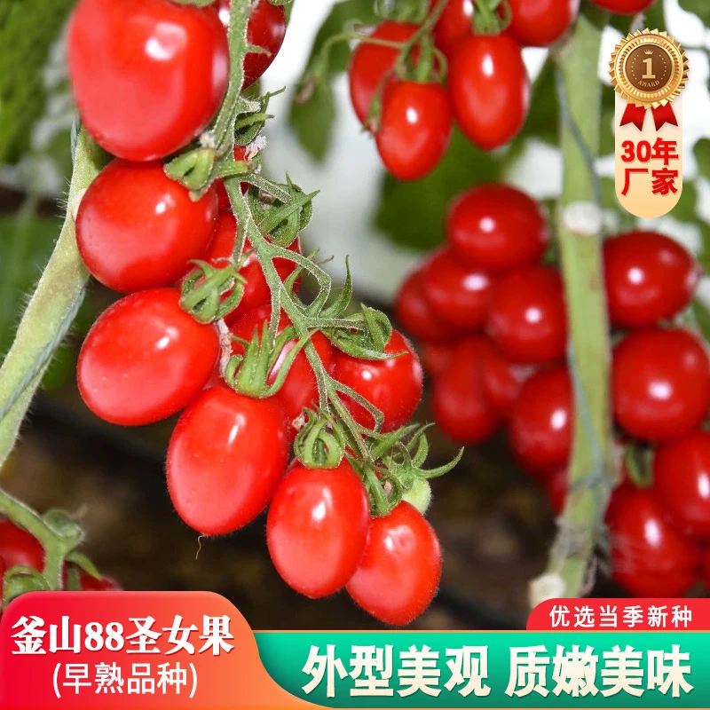 【拍2发3】釜山88千禧圣女果种子四季蔬菜玲珑小番茄种籽红色樱桃