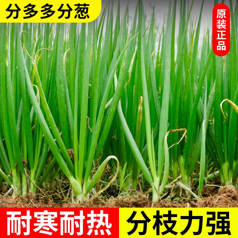 分多多分葱种籽四季小香葱盆栽耐热耐寒高产分棵多小香葱种子