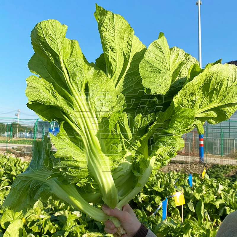 【ZS】大肉鸡心芥菜种子 包心芥菜四季碧绿青菜籽鸡心介菜种孑