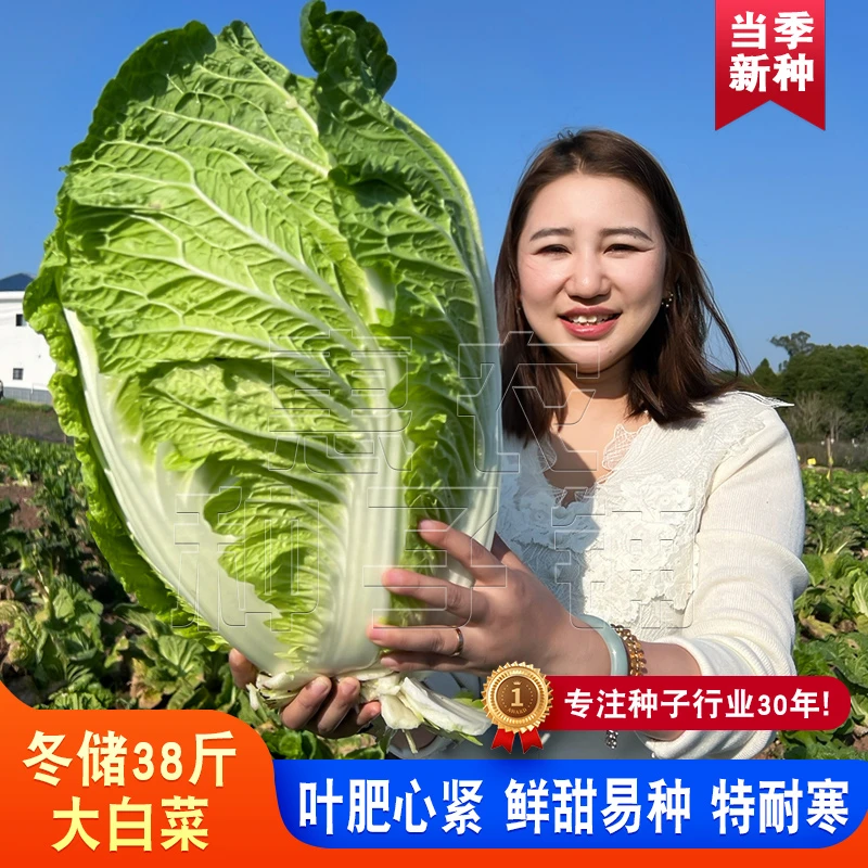 冬储38斤大白菜种子特大包心白菜种孑耐寒四季越冬高产蔬菜种