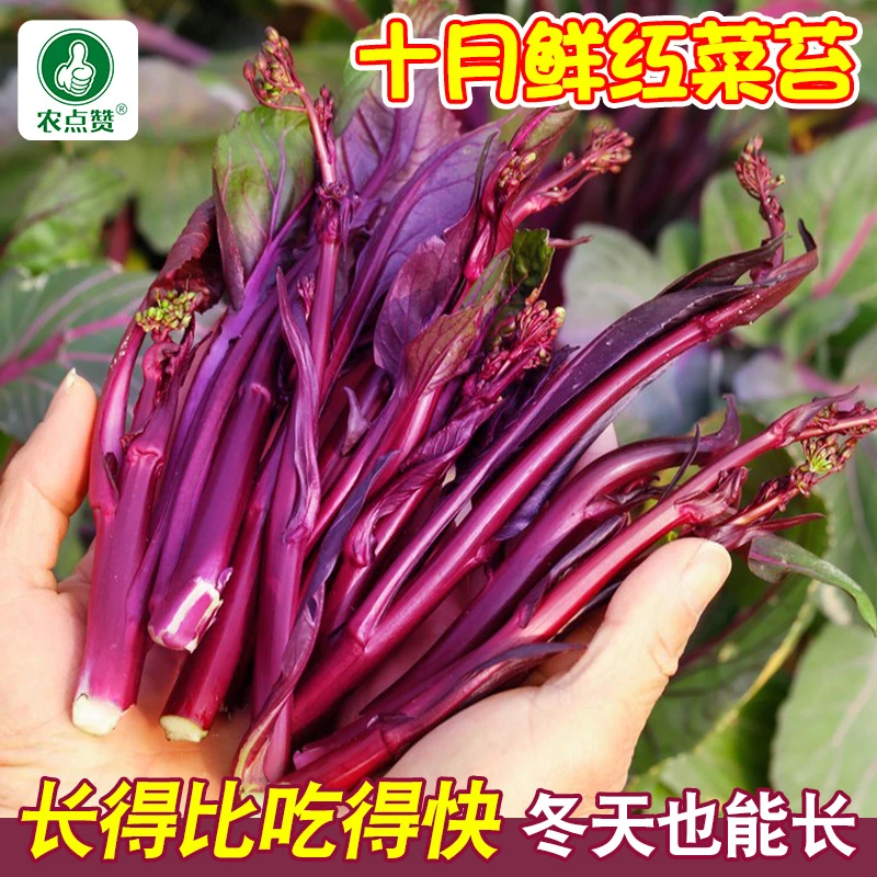 十月鲜红菜苔种子种籽广东菜籽春秋四季菜心南方冬季大全蔬菜种孑