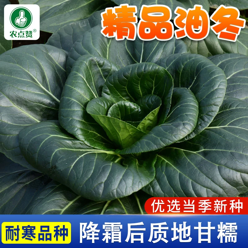 【精品油冬菜种籽】青梗菜种家庭阳台盆栽蔬菜种子大全