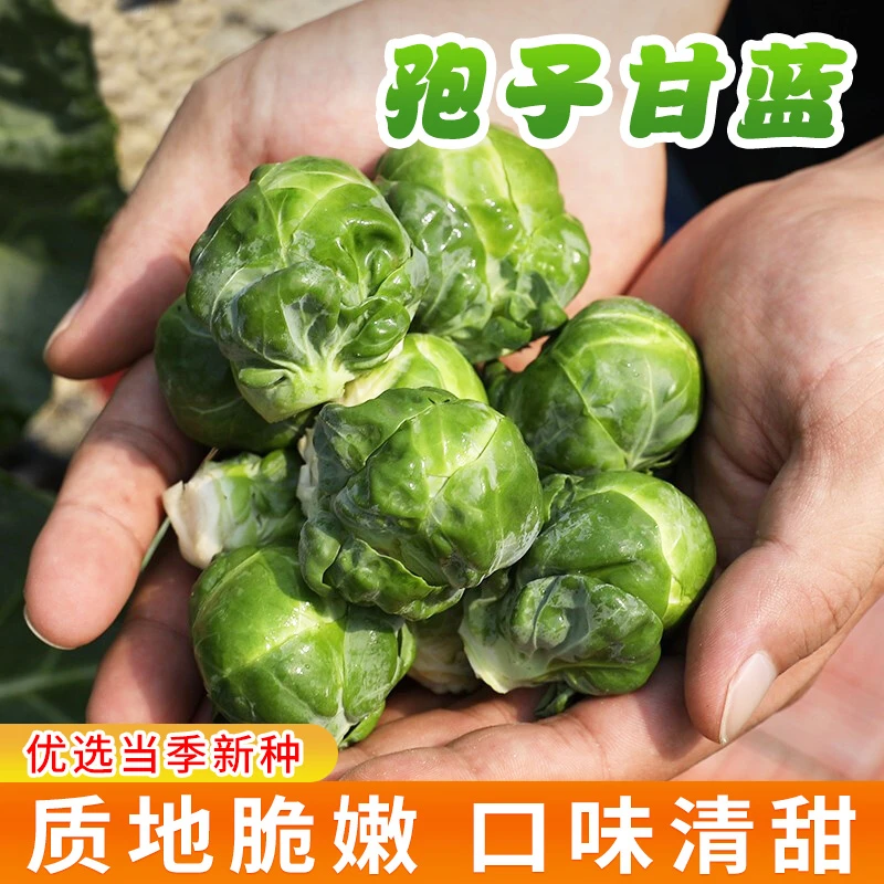 孢子甘蓝种子春秋季小型芽球包心菜阳台庭院四季播种简单蔬菜种籽
