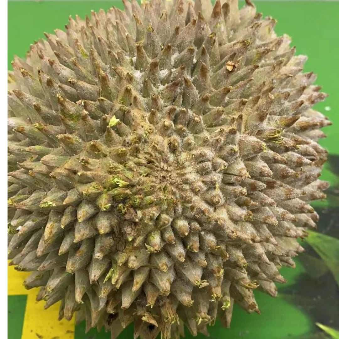 9（储-黑猫）马来西亚D175与D163混拼榴莲 液氮锁鲜顺丰包邮